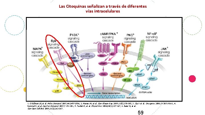 Las Citoquinas señalizan a través de diferentes vías intracelulares 4 5 2 6 2