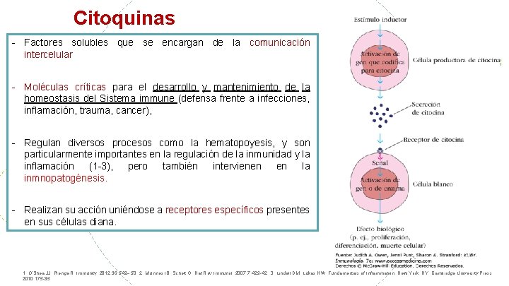 Citoquinas - Factores solubles que se encargan de la comunicación intercelular - Moléculas críticas
