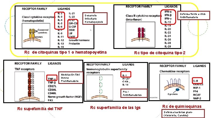 Defensa frente a virus Antinfllamatorio Desarrollo linfocitario Hematopoyesis Rc de citoquinas tipo 1 o