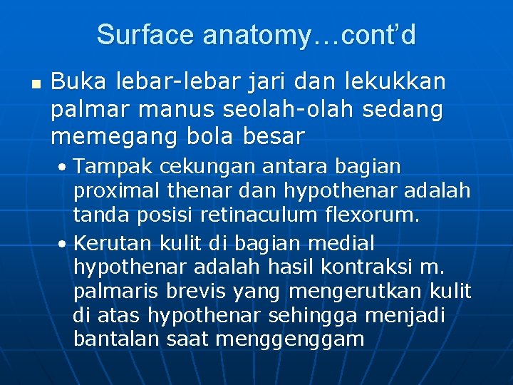 Surface anatomy…cont’d n Buka lebar-lebar jari dan lekukkan palmar manus seolah-olah sedang memegang bola