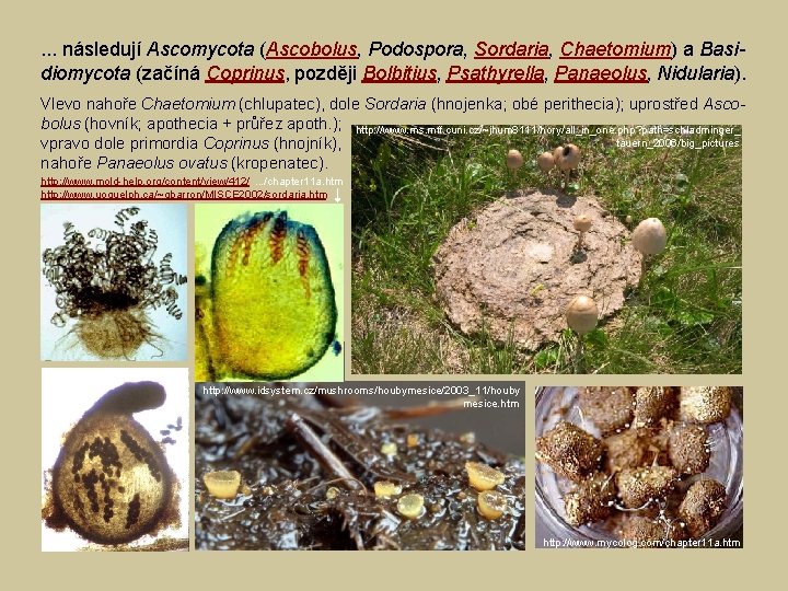 . . . následují Ascomycota (Ascobolus, Podospora, Sordaria, Chaetomium) a Basidiomycota (začíná Coprinus, později