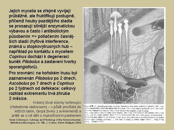 Jejich mycelia se zřejmě vyvíjejí průběžně, ale fruktifikují postupně, přičemž houby pozdějšího stadia se