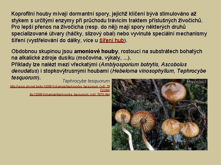 Koprofilní houby mívají dormantní spory, jejichž klíčení bývá stimulováno až stykem s určitými enzymy
