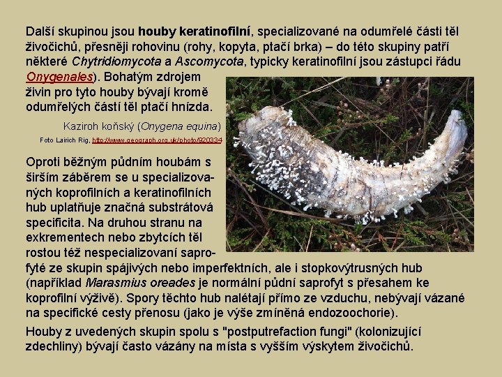 Další skupinou jsou houby keratinofilní, specializované na odumřelé části těl živočichů, přesněji rohovinu (rohy,