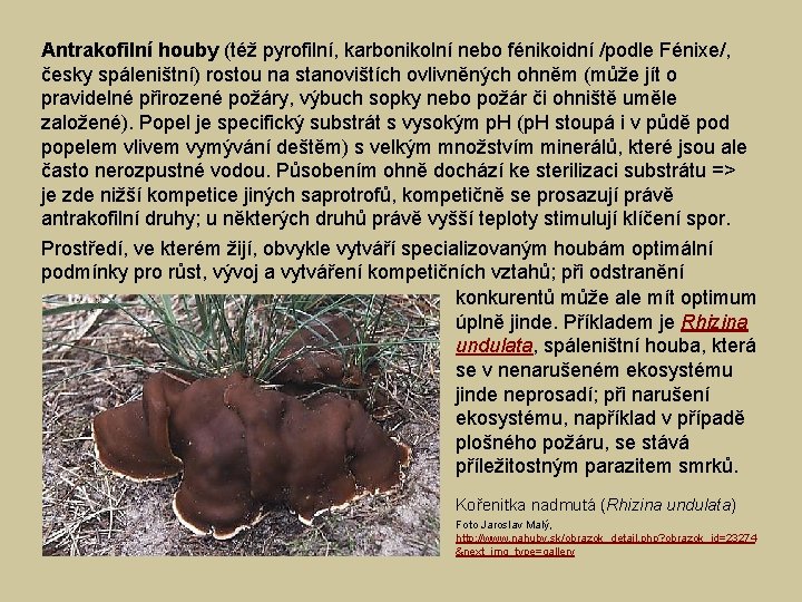 Antrakofilní houby (též pyrofilní, karbonikolní nebo fénikoidní /podle Fénixe/, česky spáleništní) rostou na stanovištích