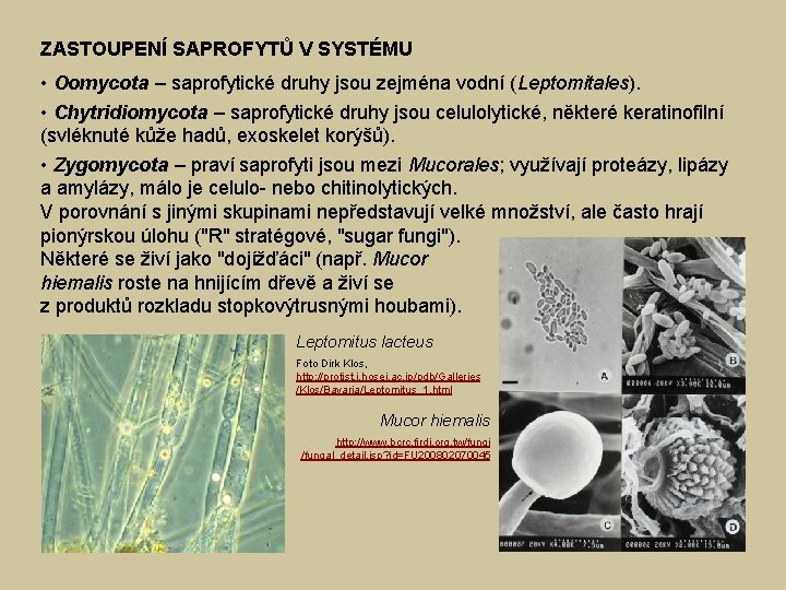 ZASTOUPENÍ SAPROFYTŮ V SYSTÉMU • Oomycota – saprofytické druhy jsou zejména vodní (Leptomitales). •