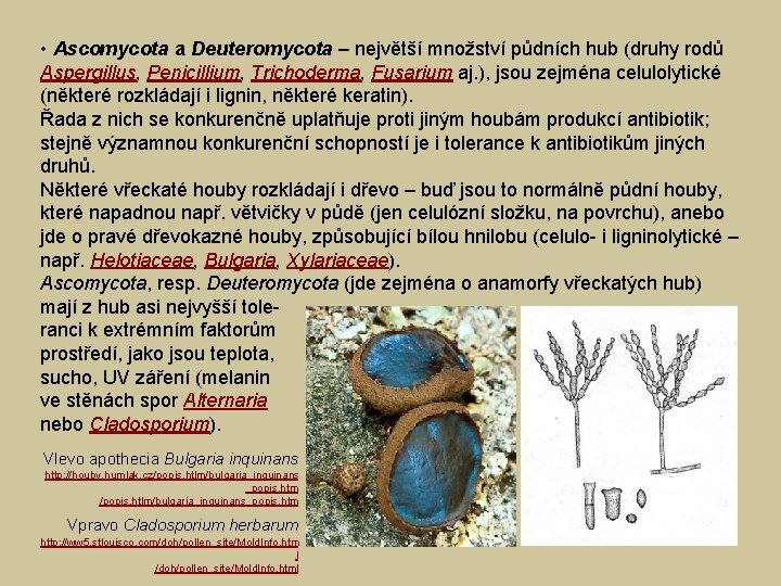  • Ascomycota a Deuteromycota – největší množství půdních hub (druhy rodů Aspergillus, Penicillium,