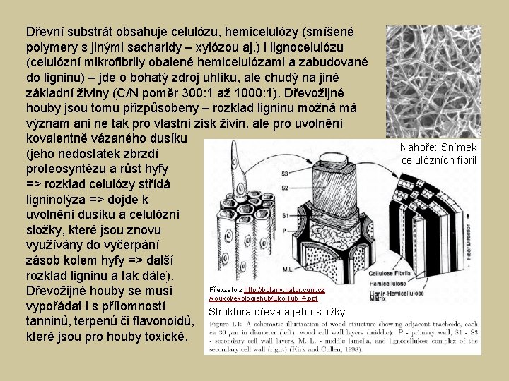 Dřevní substrát obsahuje celulózu, hemicelulózy (smíšené polymery s jinými sacharidy – xylózou aj. )