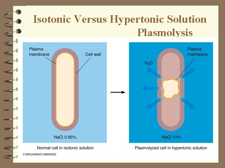 Isotonic Versus Hypertonic Solution Plasmolysis 