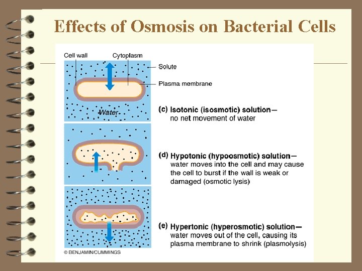 Effects of Osmosis on Bacterial Cells 