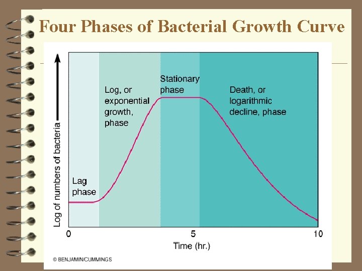 Four Phases of Bacterial Growth Curve 