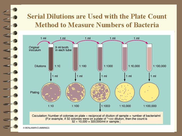 Serial Dilutions are Used with the Plate Count Method to Measure Numbers of Bacteria