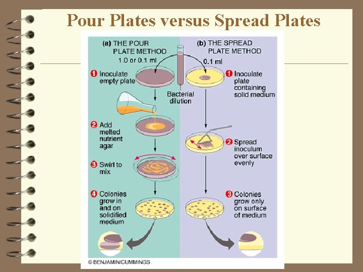 Pour Plates versus Spread Plates 