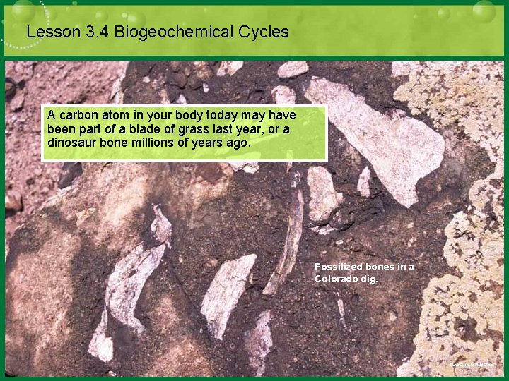 Lesson 3. 4 Biogeochemical Cycles A carbon atom in your body today may have
