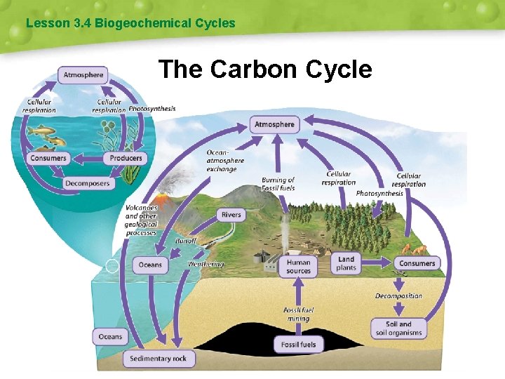 Lesson 3. 4 Biogeochemical Cycles The Carbon Cycle 