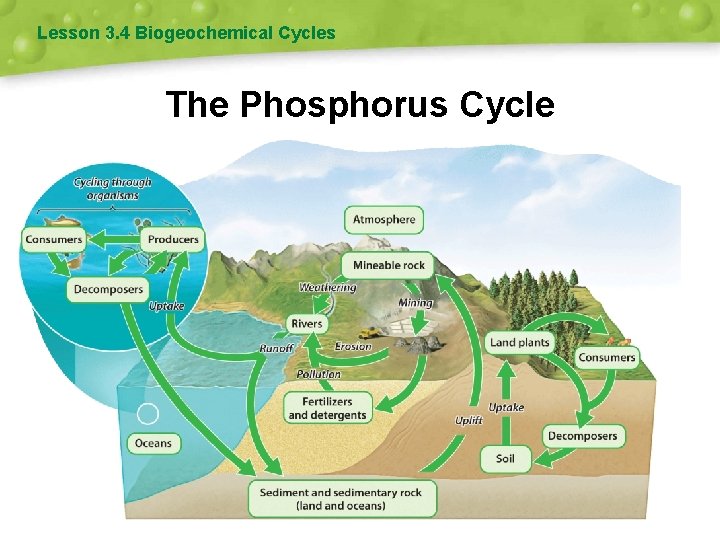 Lesson 3. 4 Biogeochemical Cycles The Phosphorus Cycle 