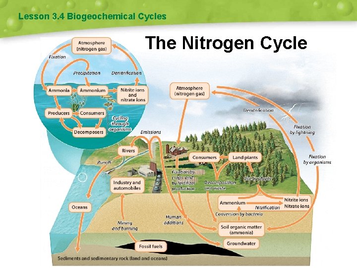 Lesson 3. 4 Biogeochemical Cycles The Nitrogen Cycle 