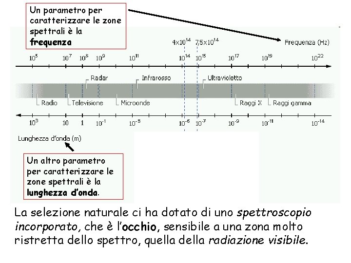 Un parametro per caratterizzare le zone spettrali è la frequenza Un altro parametro per