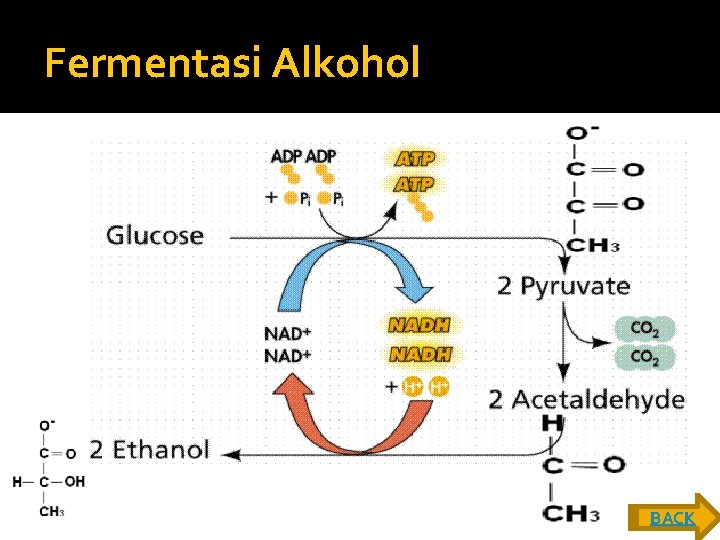 Fermentasi Alkohol BACK 