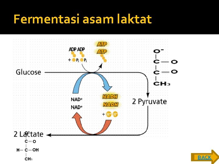 Fermentasi asam laktat BACK 