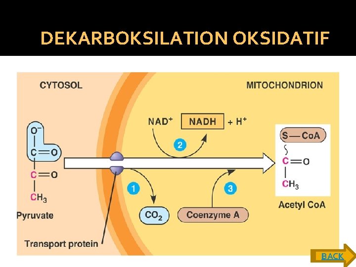 DEKARBOKSILATION OKSIDATIF BACK 