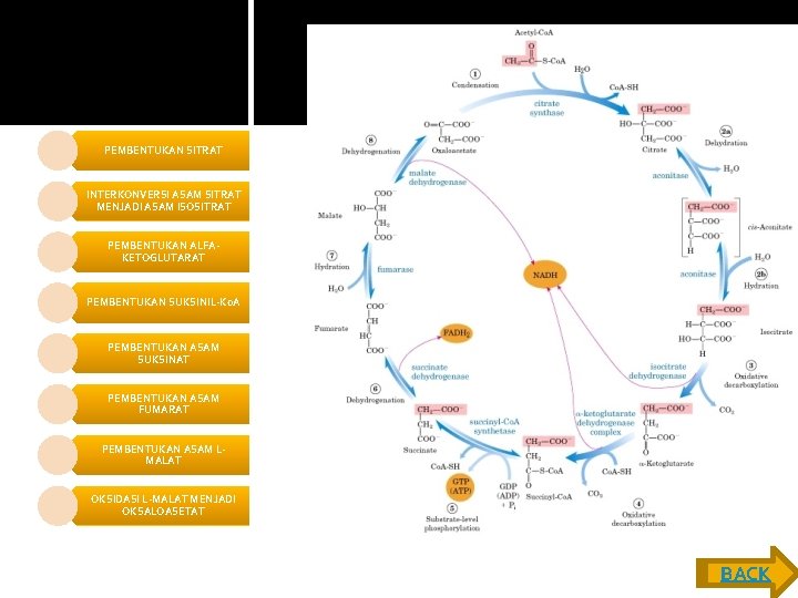 PEMBENTUKAN SITRAT INTERKONVERSI ASAM SITRAT MENJADI ASAM ISOSITRAT PEMBENTUKAN ALFAKETOGLUTARAT PEMBENTUKAN SUKSINIL-Ko. A PEMBENTUKAN