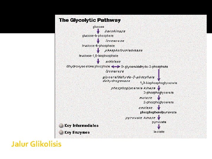 Jalur Glikolisis 