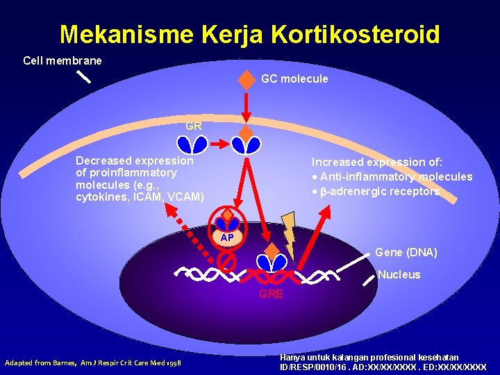 Mekanisme Kerja Kortikosteroid Cell membrane GC molecule GR Decreased expression of proinflammatory molecules (e.