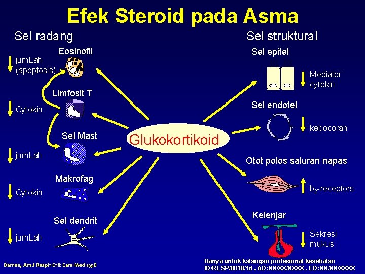 Efek Steroid pada Asma Sel radang jum. Lah (apoptosis) Sel struktural Eosinofil Sel epitel