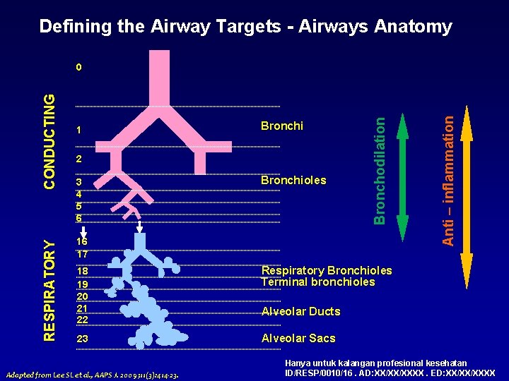 Defining the Airway Targets - Airways Anatomy Bronchi 2 3 4 5 6 Bronchioles