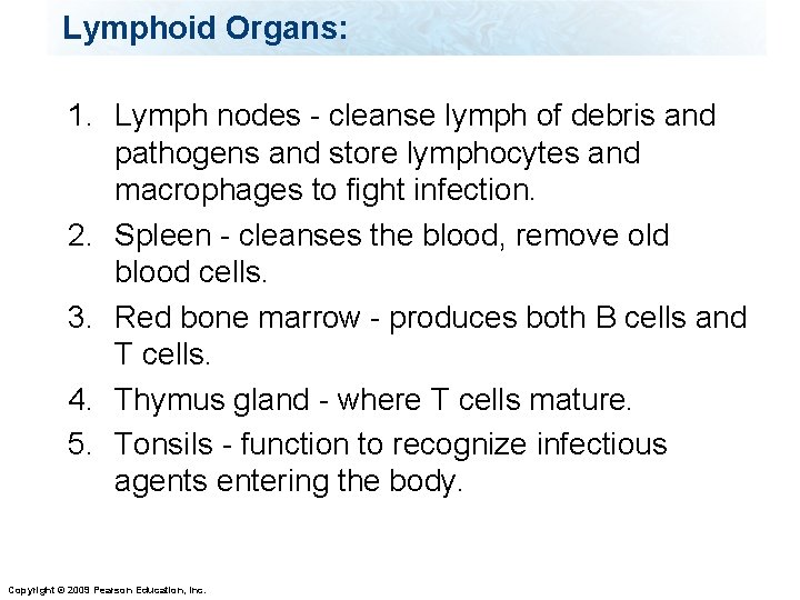 Lymphoid Organs: 1. Lymph nodes - cleanse lymph of debris and pathogens and store