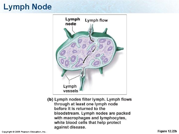 Lymph Node Copyright © 2009 Pearson Education, Inc. Figure 12. 22 b 