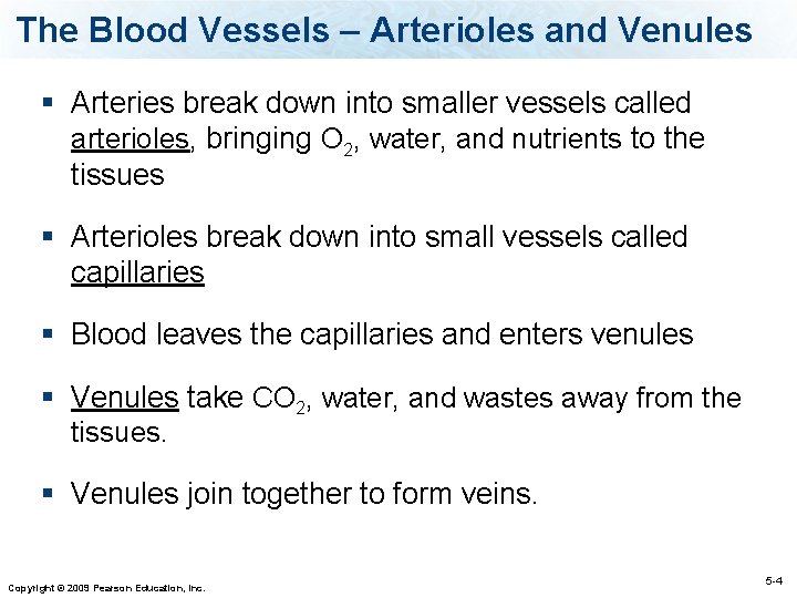 The Blood Vessels – Arterioles and Venules § Arteries break down into smaller vessels