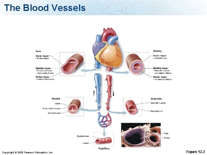 The Blood Vessels Copyright © 2009 Pearson Education, Inc. Figure 12. 2 