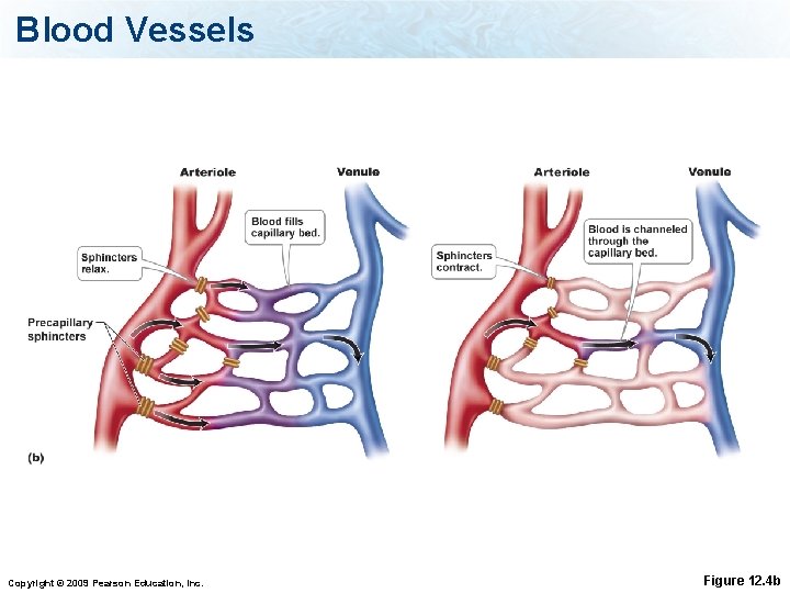 Blood Vessels Copyright © 2009 Pearson Education, Inc. Figure 12. 4 b 