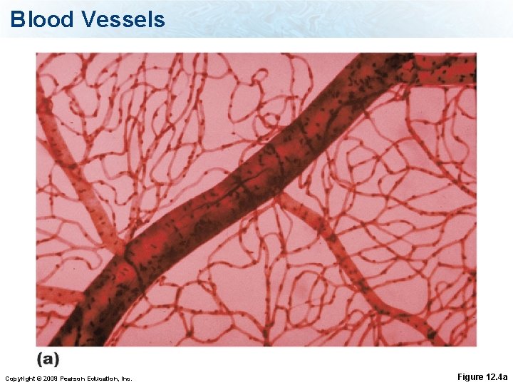 Blood Vessels Copyright © 2009 Pearson Education, Inc. Figure 12. 4 a 