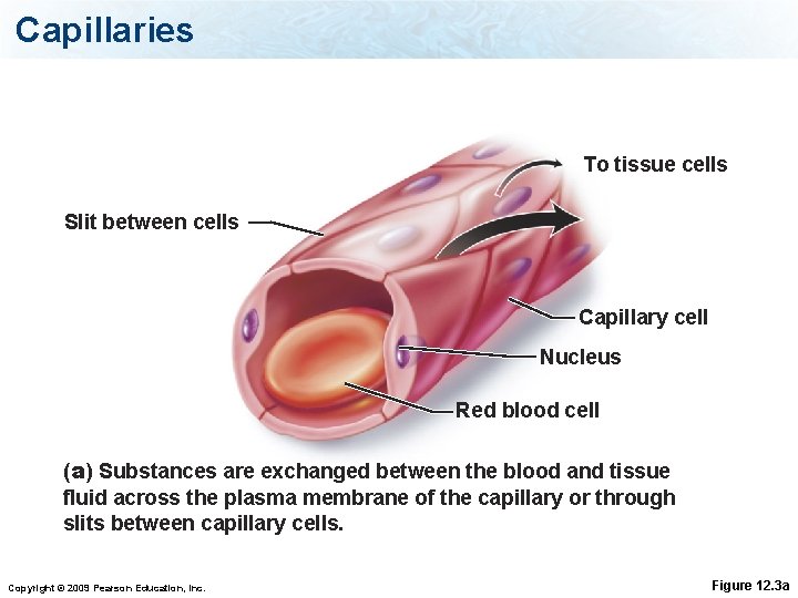 Capillaries To tissue cells Slit between cells Capillary cell Nucleus Red blood cell (a)