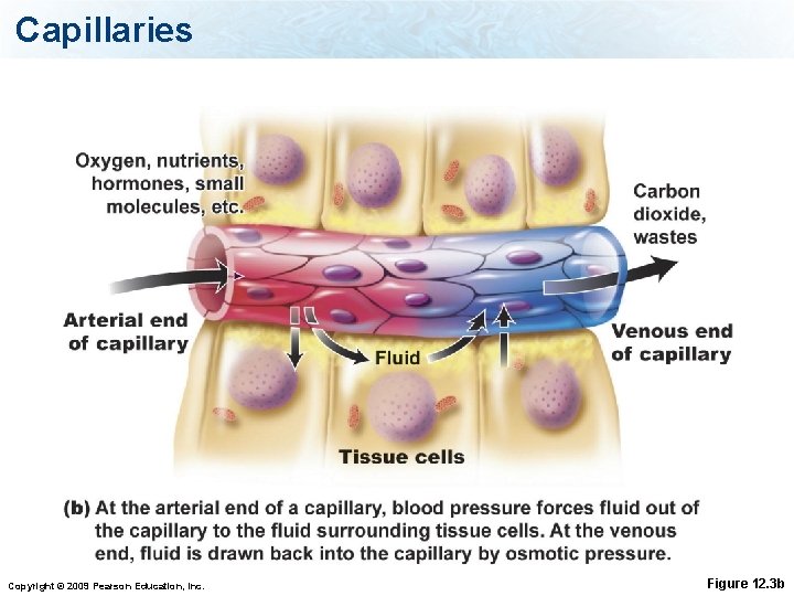 Capillaries Copyright © 2009 Pearson Education, Inc. Figure 12. 3 b 