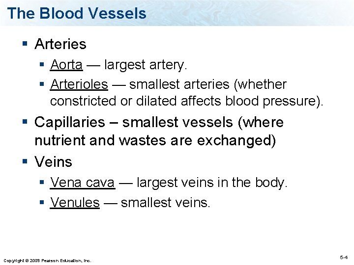 The Blood Vessels § Arteries § Aorta — largest artery. § Arterioles — smallest