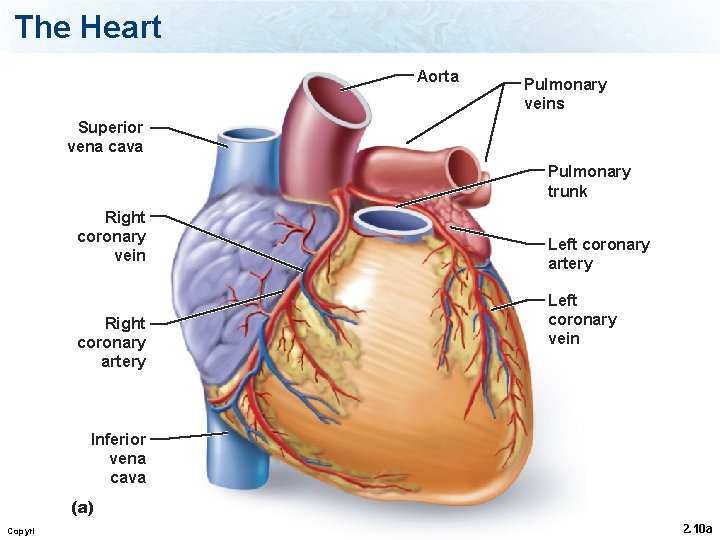 The Heart Aorta Pulmonary veins Superior vena cava Pulmonary trunk Right coronary vein Right