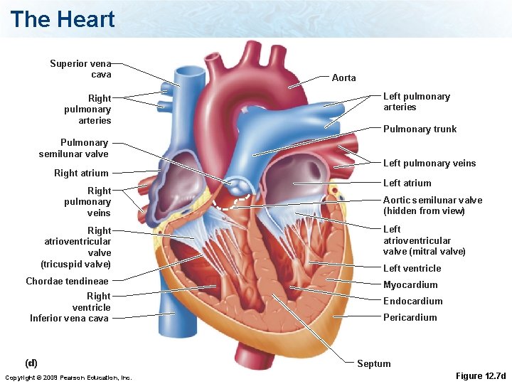 The Heart Superior vena cava Right pulmonary arteries Pulmonary semilunar valve Right atrium Right