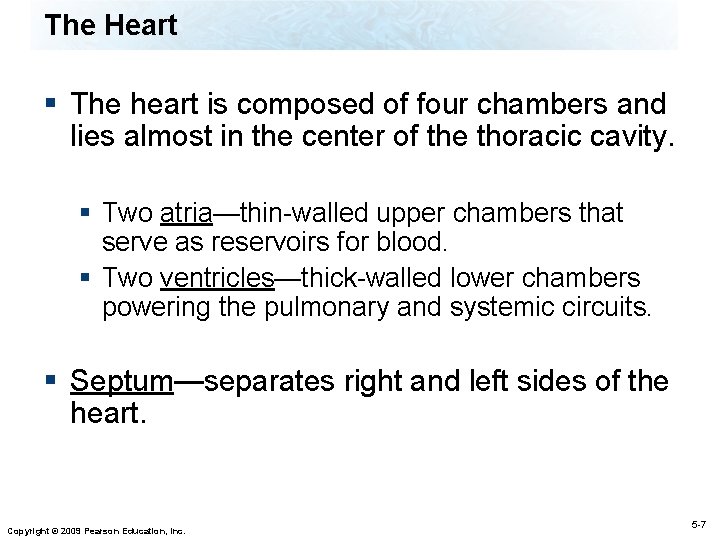 The Heart § The heart is composed of four chambers and lies almost in