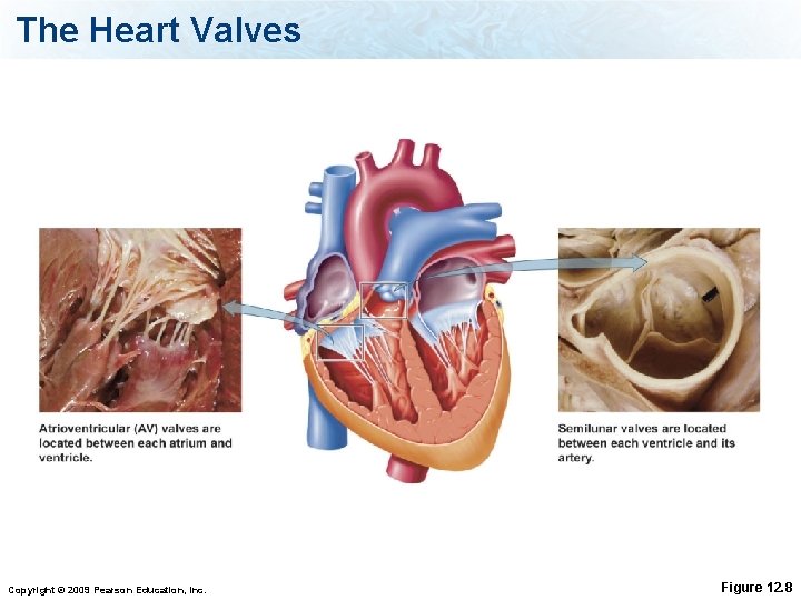 The Heart Valves Copyright © 2009 Pearson Education, Inc. Figure 12. 8 