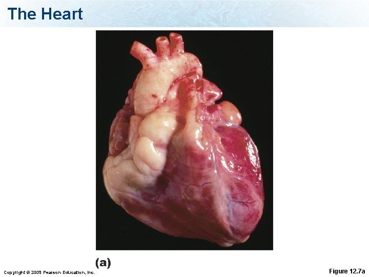 The Heart Copyright © 2009 Pearson Education, Inc. Figure 12. 7 a 