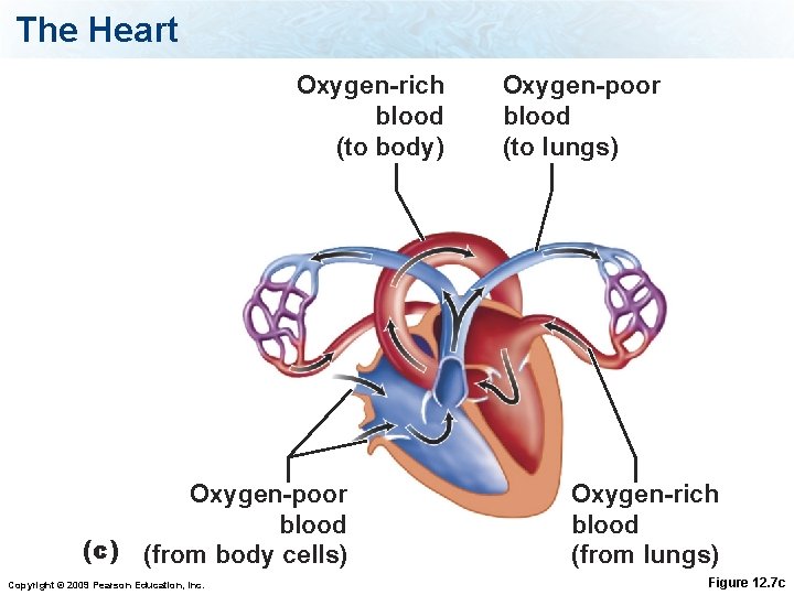 The Heart Oxygen-rich blood (to body) Oxygen-poor blood (c) (from body cells) Copyright ©