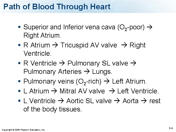 Path of Blood Through Heart § Superior and Inferior vena cava (O 2 -poor)