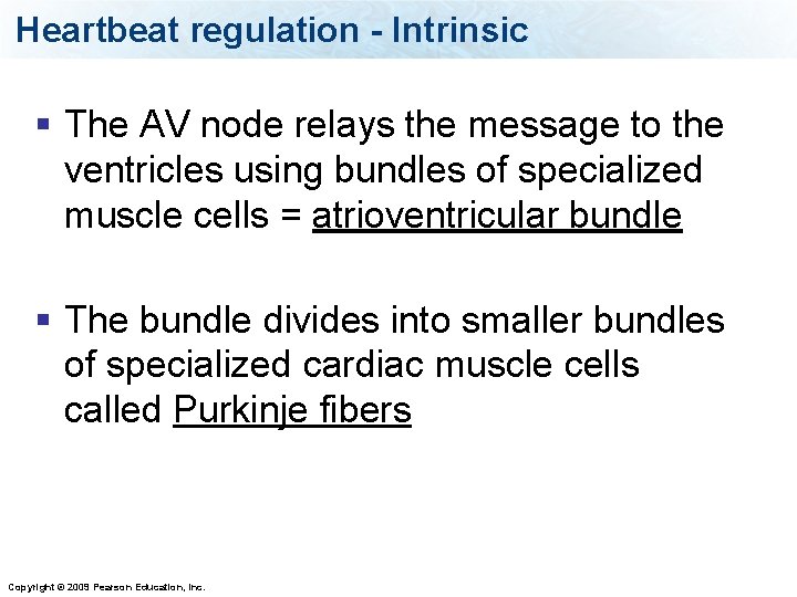 Heartbeat regulation - Intrinsic § The AV node relays the message to the ventricles