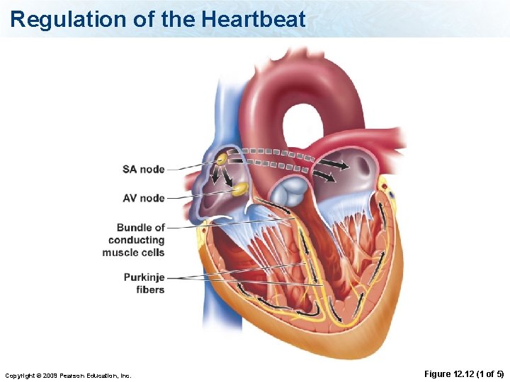 Regulation of the Heartbeat Copyright © 2009 Pearson Education, Inc. Figure 12. 12 (1
