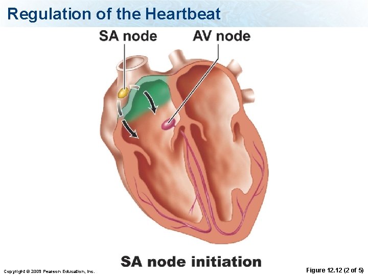 Regulation of the Heartbeat Copyright © 2009 Pearson Education, Inc. Figure 12. 12 (2