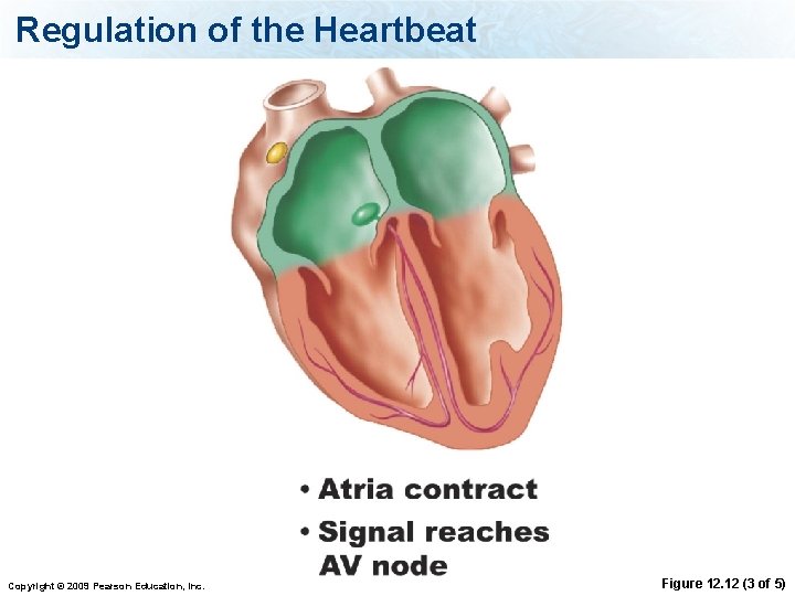 Regulation of the Heartbeat Copyright © 2009 Pearson Education, Inc. Figure 12. 12 (3